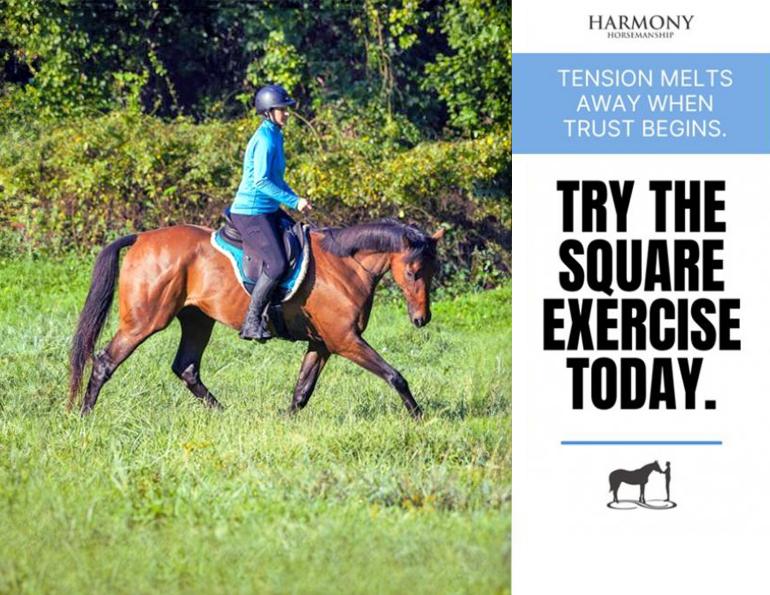 Harmony Horsemanship, horse behaviour psychology, stop horse spooky, horse tense, horse lazy, lethargic horse, exercises for horses, connecting with horse