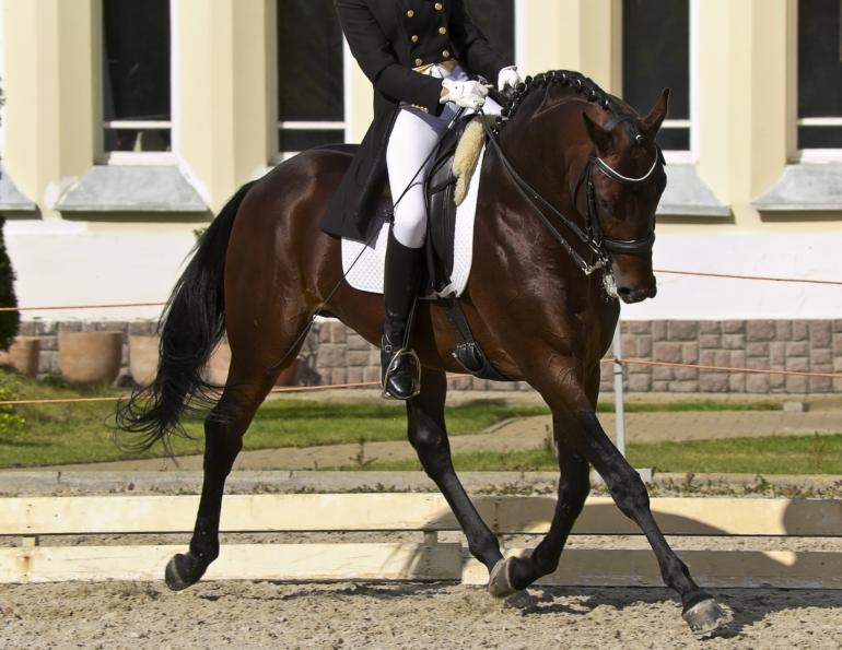 Jochen Schleese, saddle support, horse saddle fitting, horse dominant side, symmetrical gullet plate