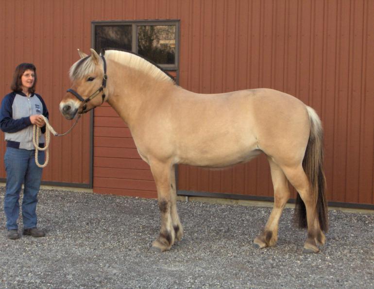 Norwegian Fjord, Asiatic wild horse or Przewalski horse, Highland Pony and the Icelandic Horse. Horses used by vikings, Beaver Dam Farm in Nova Scotia, American Driving Society (ADS), Wallace Point Fjords, Blue Raven Farm, and McKinnon’s Neck Farm