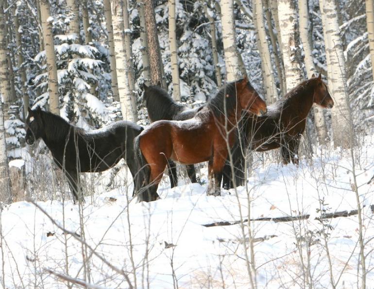 Wild Horses in Alberta, Wild Horses of Alberta Society, WHOAS, Alberta Ministry of Environment and Sustainable Resource Development, ESRD, Sundre Equine Zone, Bob Henderson, horses Kananaskis country, Brazeau Equine Zone