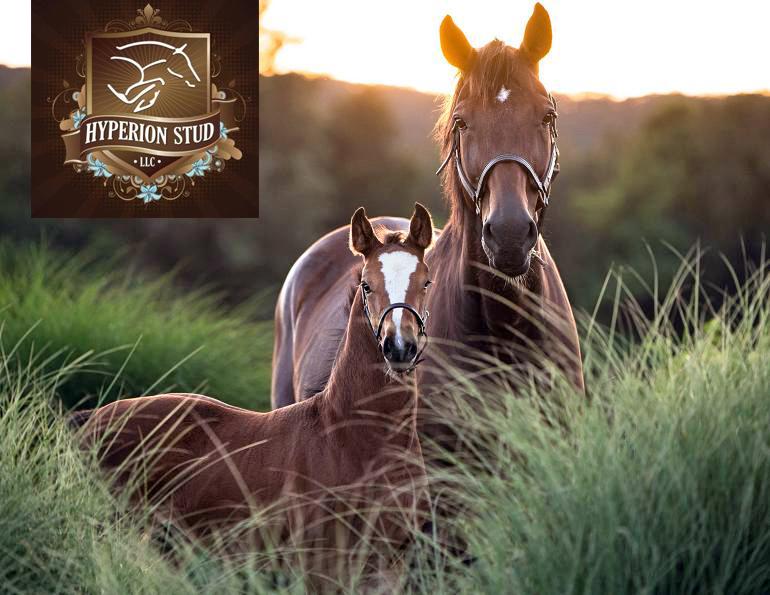 Hyperion Stud LLC, Should I breed horses, Holsteiner breeders Canada, reputable Canadian horse breeders, Urthago Holsteiner stallion by Uriko, should i breed my mare