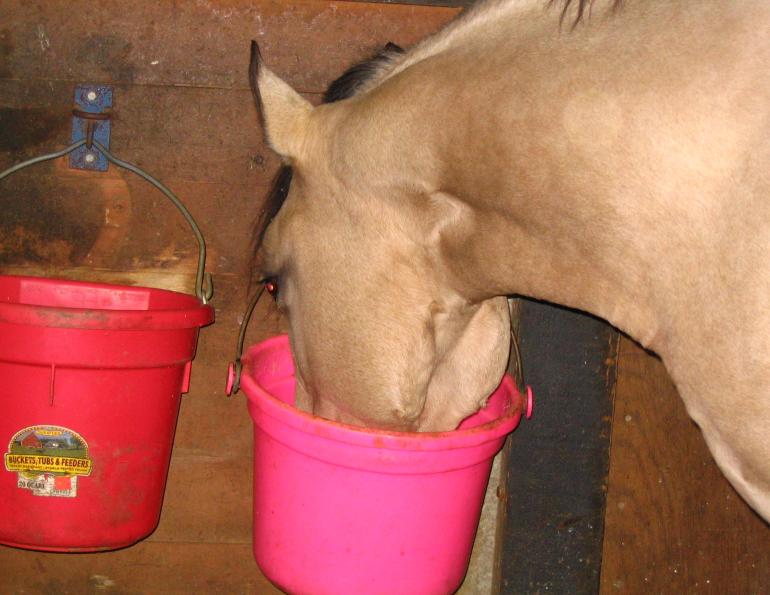equine prebiotics, equine probiotics, horse prebiotics, horse probiotics, herbs for horses, wendy pearson, horse herbs