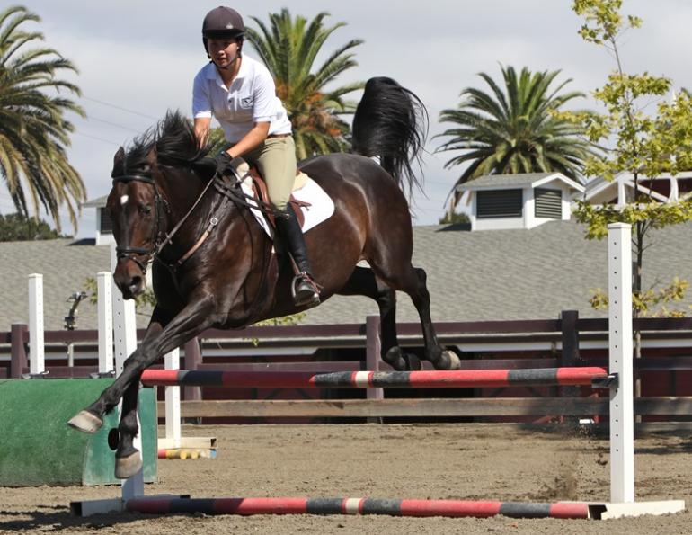 horse rushing the jumps, exercises for the jumping horse, training articles horse jumping, georgia hunt equestrian