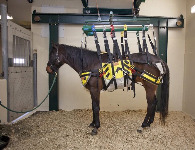 Verbaasd Stal Eerbetoon New Device Gives Healing Horses a Lift | Horse Journals