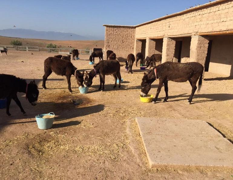 Jarjeer Mule and Donkey Sanctuary Marrakech, Morocco, rescue donkeys, equine rescue worldwide