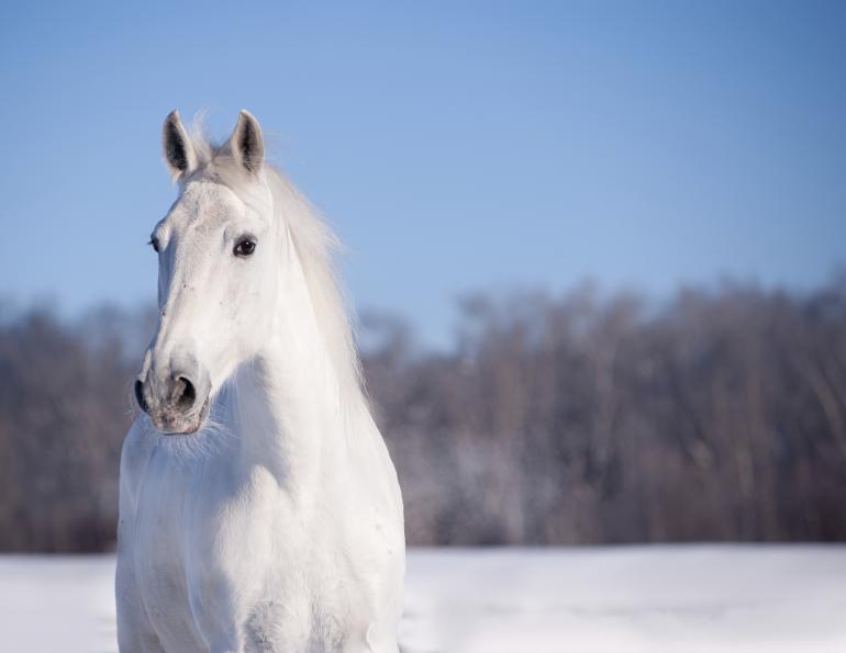 Do Horses need electrolytes in Winter?, horse electrolytes, equine dehydration, equine impactions, Dr. Wendy Pearson