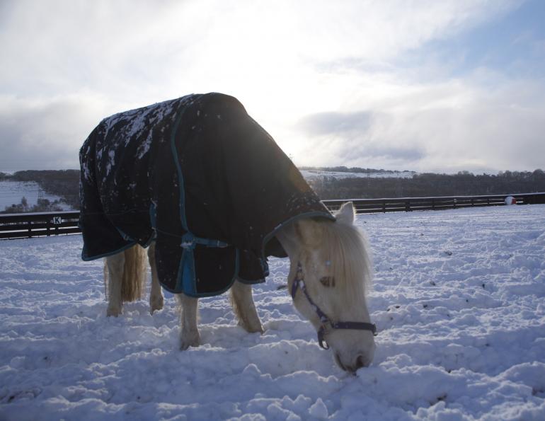 hydration horses winter, how to water horse winter