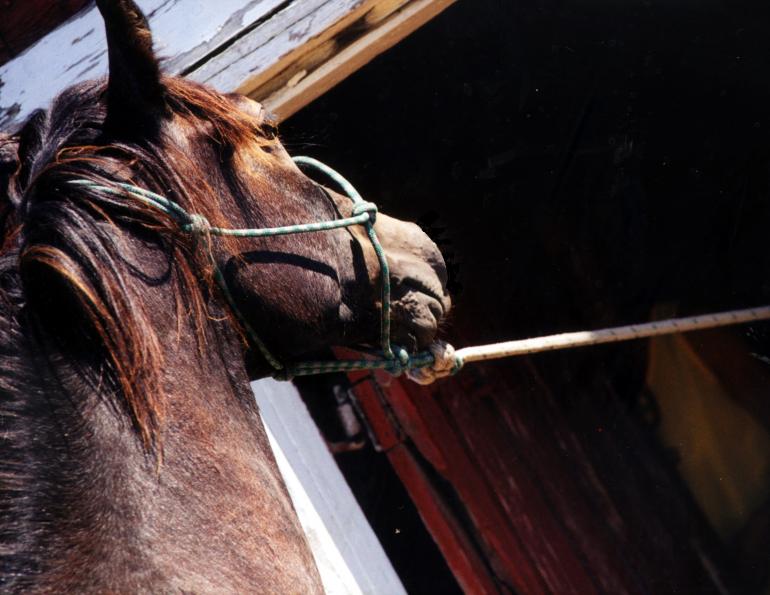 overcoming horses that pull when tied, how to de-stress your horse when tied, how to relax cross-tied horse, improve horse's coping skills when tied