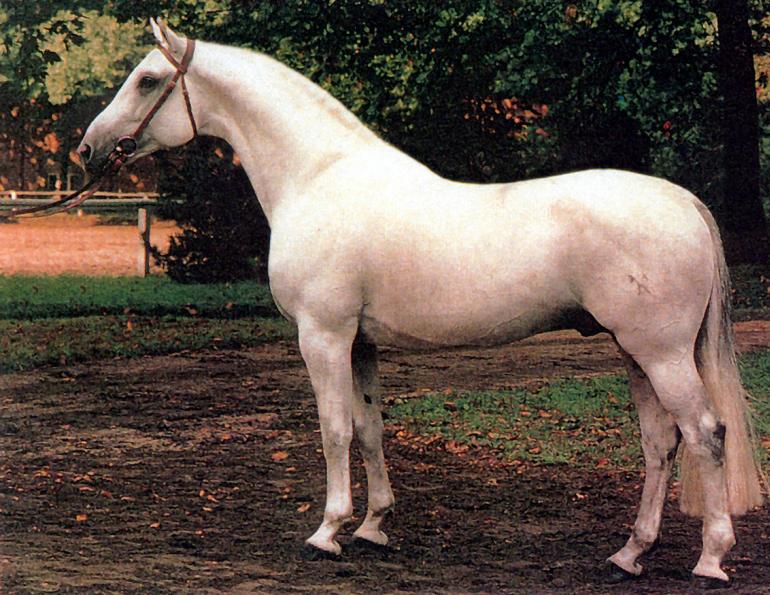 Canadian Warmblood Horse Breed, canadian warmblood equine, canadian warmblood horse, Equus Caballus Mosbachensi, wild Rose Equine Services, distinct horse breed