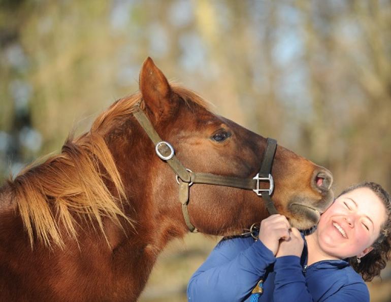 Horse Buying Bewares