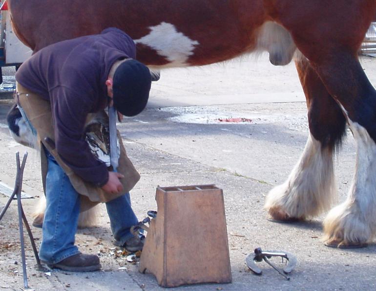 Finding the Finest Farrier