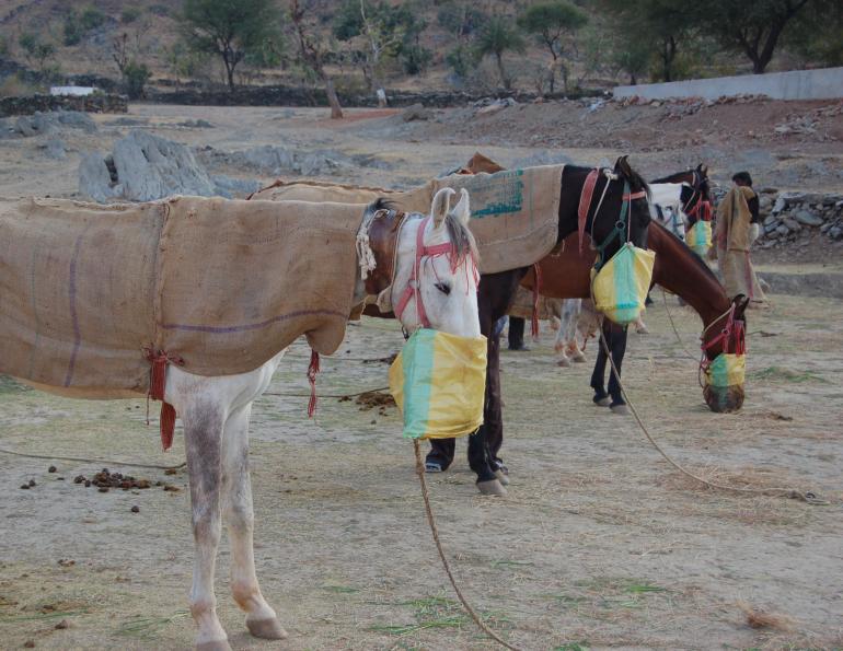 Pushkar Camel Fair, horseback riding  Marwari horse, Indian horsback riding, horse ridign Rajasthan India Southeast South Asia, Khumba Palace Guest House horse riding
