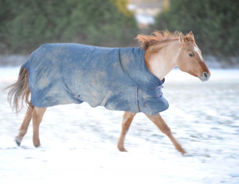 winter horse, snow horse, winter horse care, horse care snow, winter horse feed, winter horse diet, winter horse nutrition, seasonal horse care, horse care cold