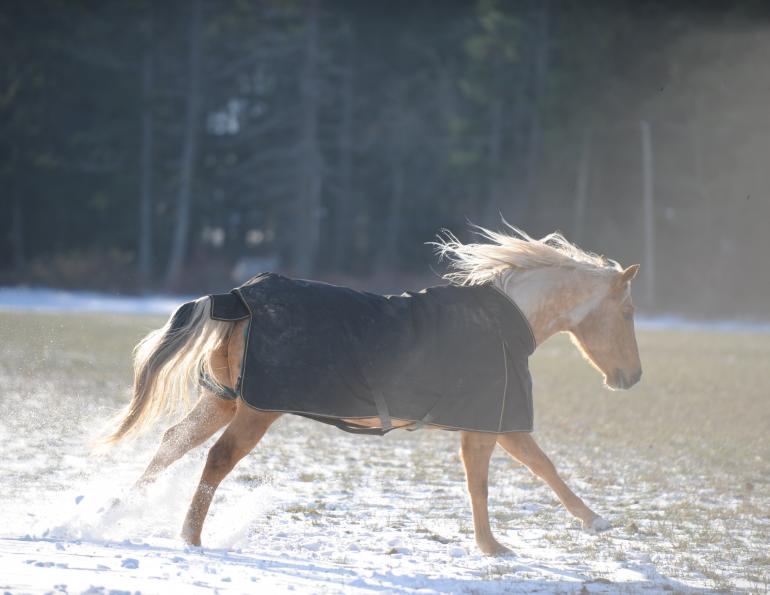 Blanketing Horses in Cold Weather