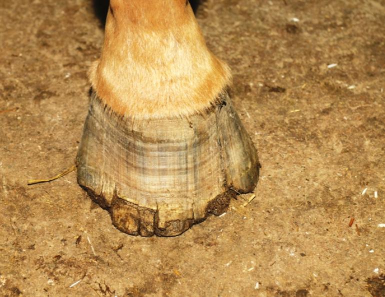 Hans Wiza, good horse hooves vs bad horse hooves, horse care, horse health, equine coronary band, equine canon bone, hoof cracking, hoof flaking, hoof splitting, hoof bending, hoof folding, trimming horse hooves, equine pastern