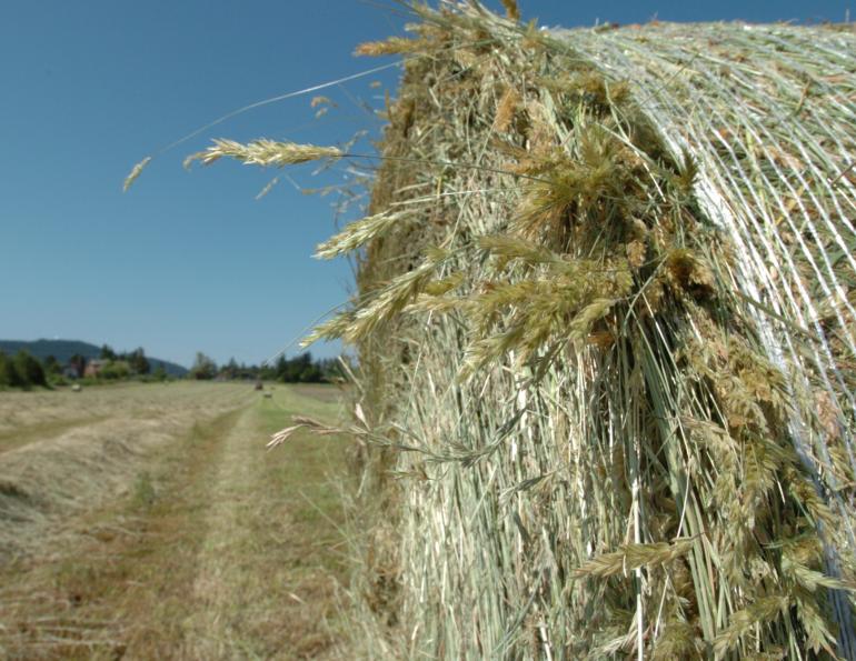 horse hay, horse hay bales, analyzing horse hay, taking a horse hay sample, horse hay analysis report