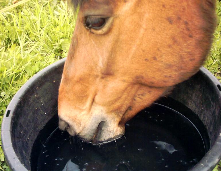Hydrate for a Healthy Horse
