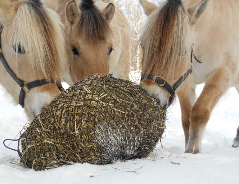 Juliet M. Getty, Ph.D., slow-feeding system, equine forage, foundation equine diet, ulcers, colic, behavioural issues, stall vices, gorging, choke, cribbing, laminitis, equine diet, alternative grazer 