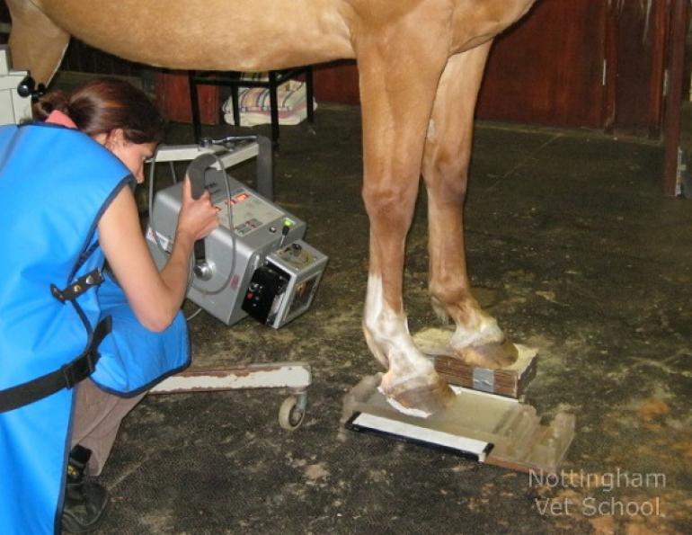 equine navicular, petroglyph animal hospital, horse hoof problems, equine hoof problems, equine coffin joint, equine bute