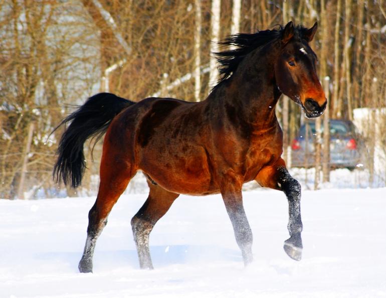 Horse Management Tips for Cold Temperatures