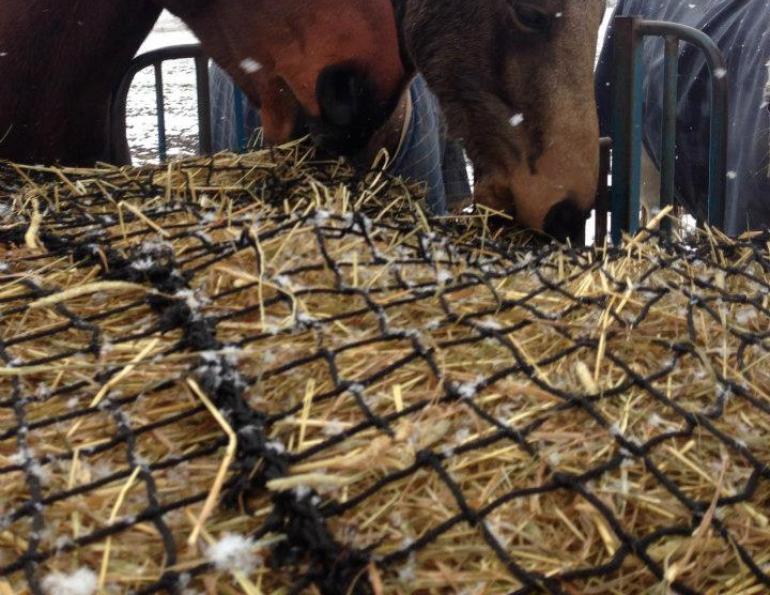 slow feed netting, slow feeding, equine feeding, horse feeding, horse grazing