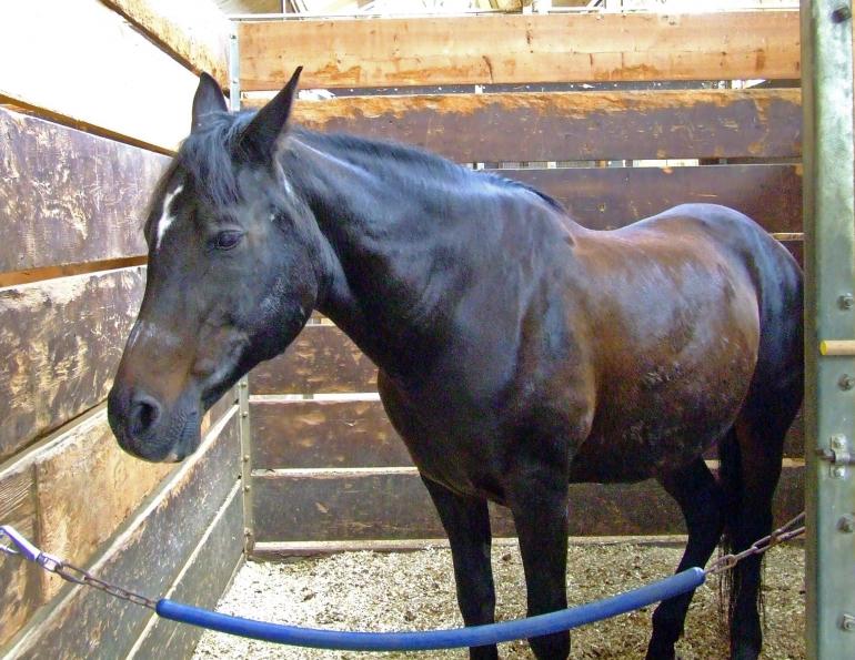 clinical signs of equine gastric ulcers, how to check horse for gastric ulcers