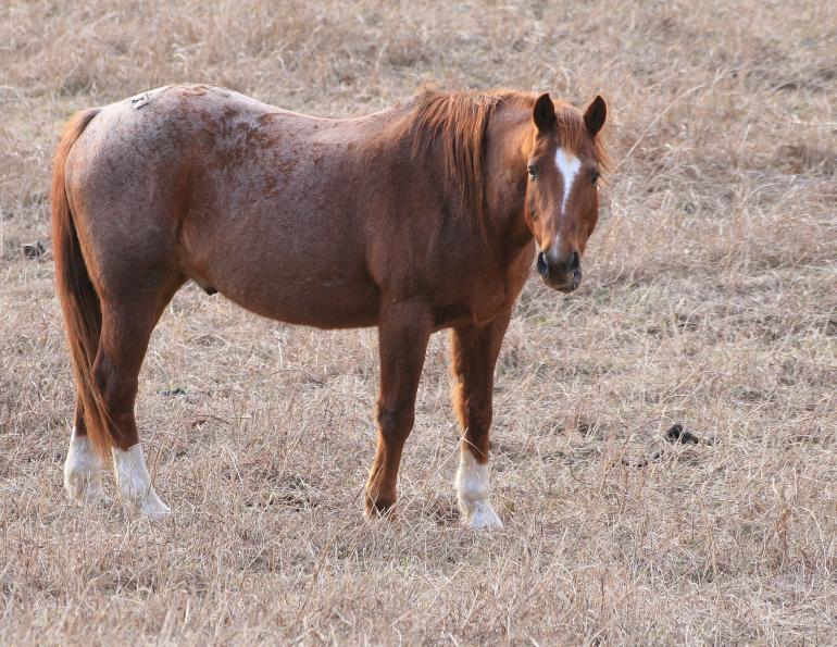 The Healthy Senior Horse, older horse nutrition, arthritis horses, overweight senior equine, juliet getty