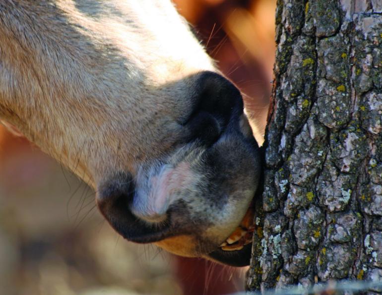 how to tell if a horse has pica, pica in horses, stopping my horse from wood chewing, horse eating mud, horse eating dirt, horse eating tree bark, healthy diet horse 