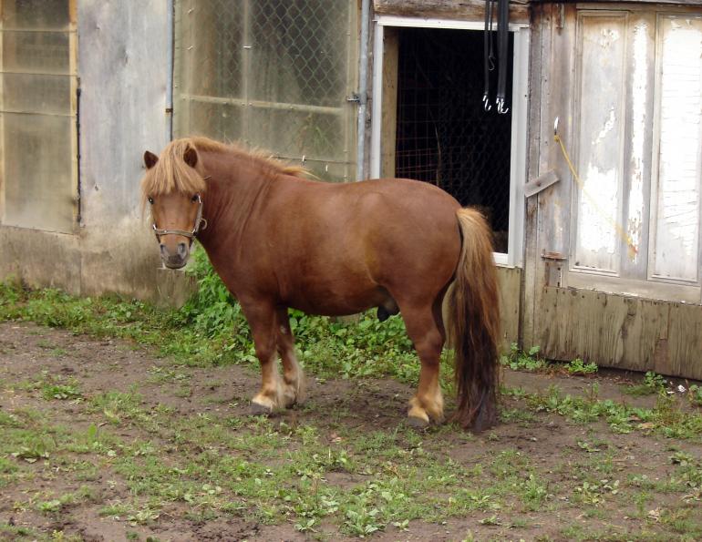  fat horse, obese horse, eqine obesity, dangers of obese horse, equine conditioning, equine weight loss