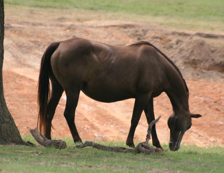 Breeding Management Practices for Mares