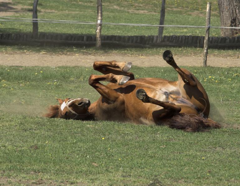 While your horse is enjoying his time of leisure, his regular health and hoof care schedules should be maintained.