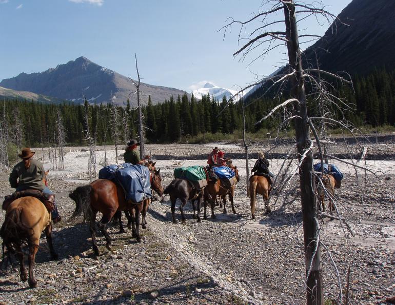 Trail Horse Riding Equine Conformation, choosing the right trail horse, stan walchuk, buying a horse, best breeds horse riding