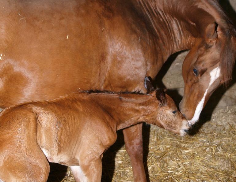 high risk mare, high risk equine pregnancy, prefoaling, foaling, jcs veterinary reproductive services, juan samper