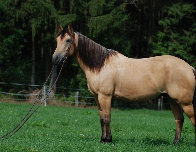 quarter horse genome