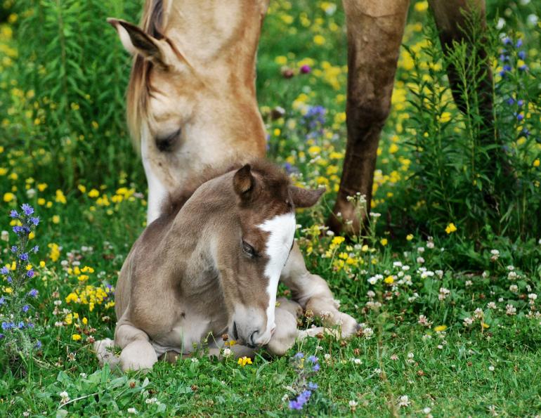 2011 Photo Contest Mare & Foal Category Runner-Up