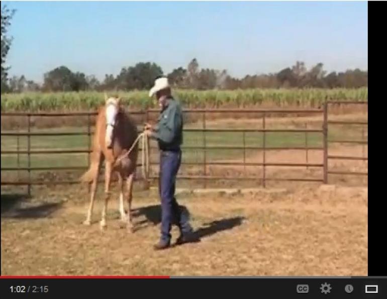 Training Your Horse to Turn for a Showmanship Class