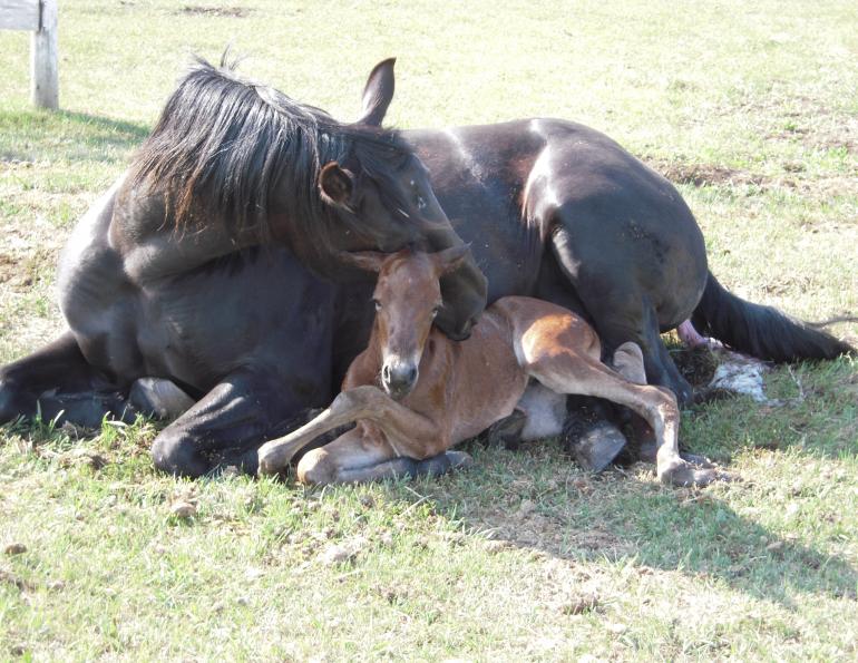Oxygen Deprivation in Newborn Foals