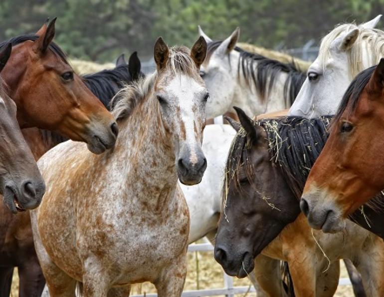 Edible Horse, horsemeat, horse welfare, horse slaughter, world horse welfare, princess ann horse speech, rspca, bcspca horse, HWAC/Animal ID Solutions, CFIA Equine Identification