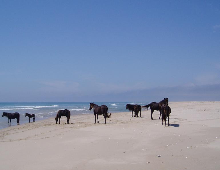 Sable Horses, wild horses sable island