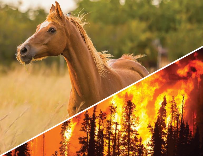 horse community canadian wildfires, wildfire smoke horses, how to prepare horse for a wildfire, acera insurance equine insurance, horse insurance, capricmw