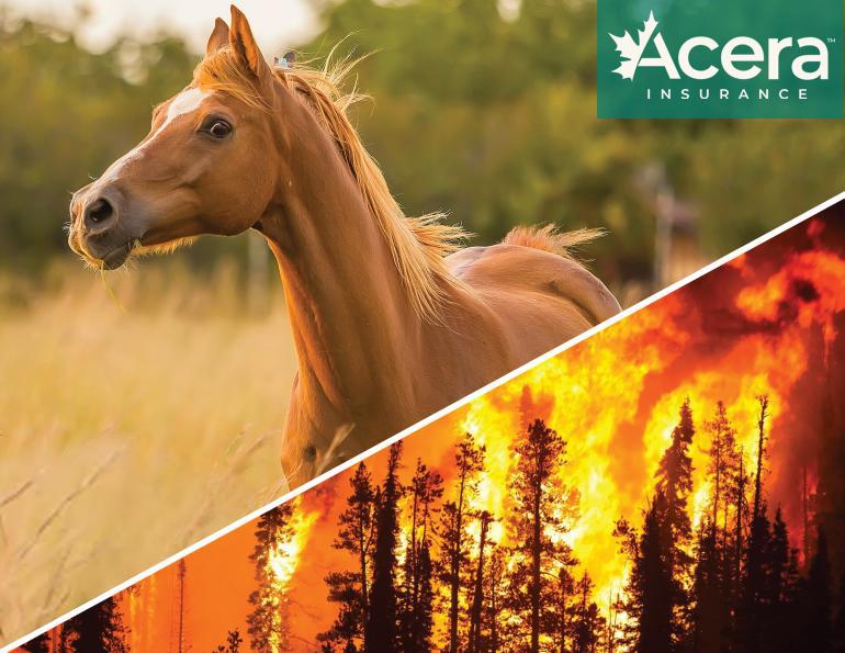 horse community canadian wildfires, wildfire smoke horses, how to prepare horse for a wildfire, acera insurance equine insurance, horse insurance, capricmw