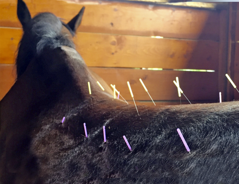 Steve Chiasson, horse acupuncture, horse care, horse acupuncture points, horse back pain, horse pelvic pai, equine acupuncture treatment