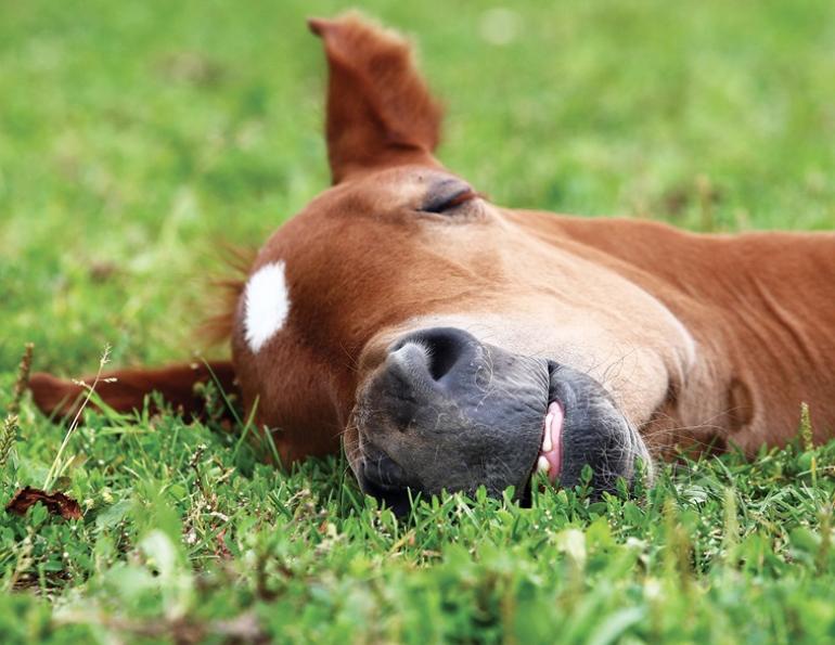 horse sleep, horses nervous system, rem sleep horses, phases of horse sleep, horses need to lie down, alexa linton