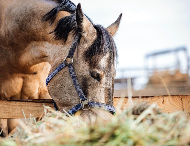 teff hay canada, metabolic horse diet, teff hay for horses, obese horse diet, nutritional value hay,  forage for horses, madeline boast equine nutritionist