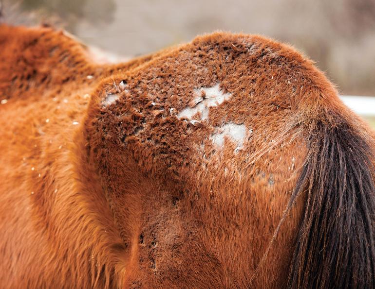 rain rot, rain scald, horse bald patches, scabs on horse