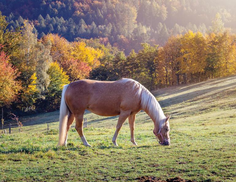 nutrition for horses, grazing in fall horses, electrolytes horses, winter horse nutrition, hay cubes winter horses