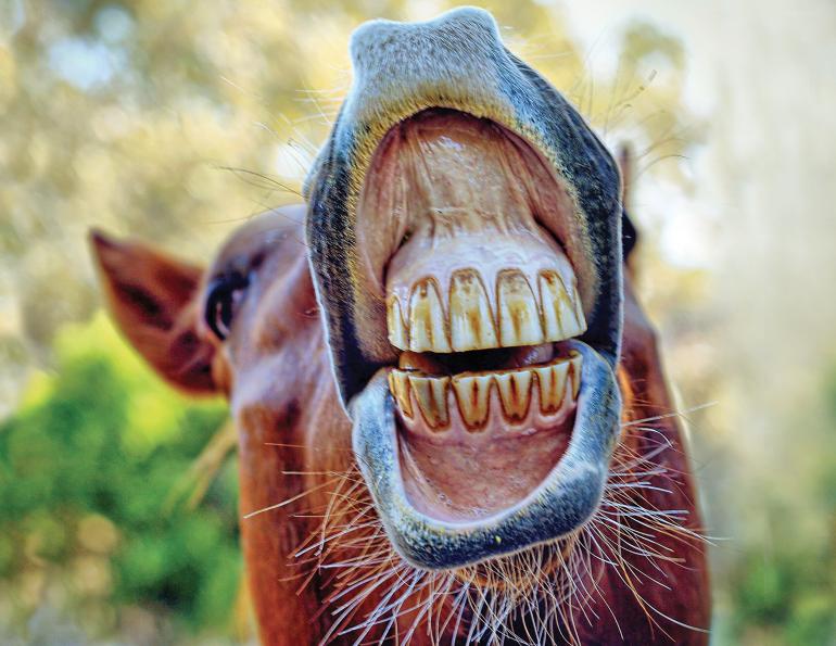 Equine Teeth | Horse Journals