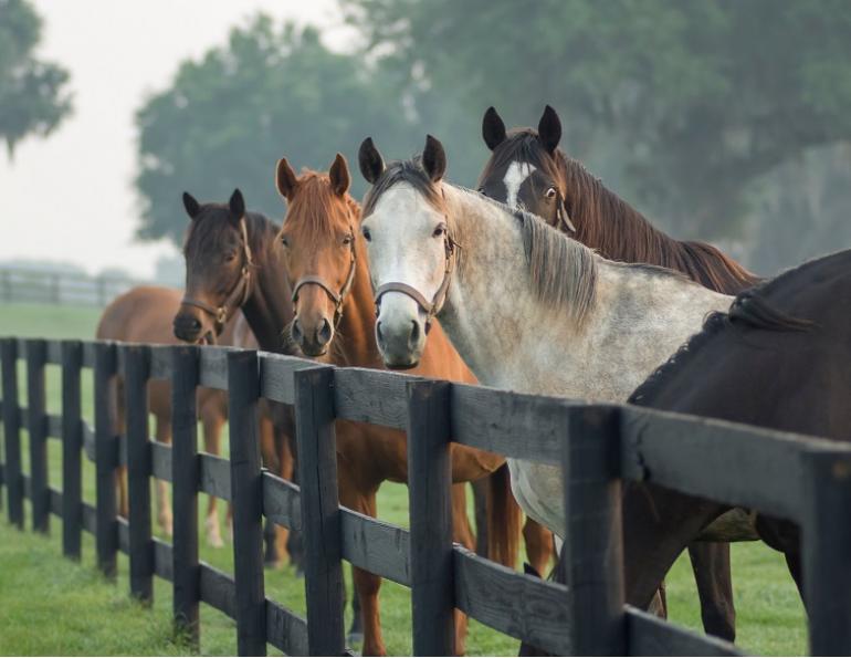 Canadian Equine Sector: Socio-Economic Insights 2023, equestrian canada 2023 study, equine industry studies, statistics on canadian equestrians, canada's horse industry economic contribution