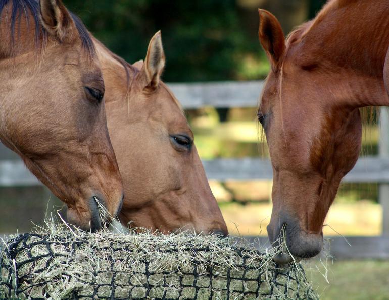 grain-free diet for horses, should horses be grain free? how to feed a horse a grain-free diet, hay analysis how to, should i get my hay analyzed? madeline boast equine nutritionist, nutrient requirements horses, carbohydrates for horses, diet active horses, diet easy keeper horses