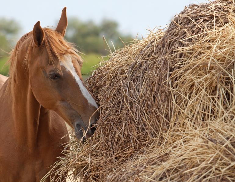 BotBax B NEOGEN, equine botulism, vaccinations for horses, preventing botulism in horse, equine vaccinations, clostridium botulinum
